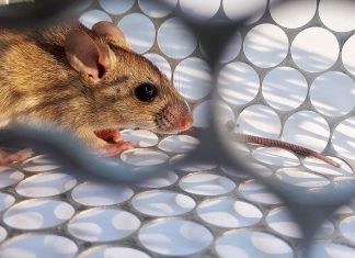 Claudio Andrade: “Al volver de una cobertura tuve síntomas de Hantavirus”