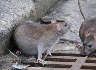 “En la Ciudad no hay un plan estratégico para controlar las plagas”