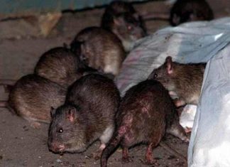 El Ministro de Salud de Chubut confirmó que hay 23 casos de Hantavirus
