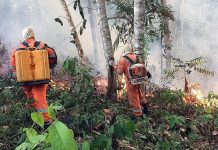 Bomberos argentinos ayudarán a sofocar el fuego del Amazonas