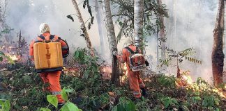 Bomberos argentinos ayudarán a sofocar el fuego del Amazonas
