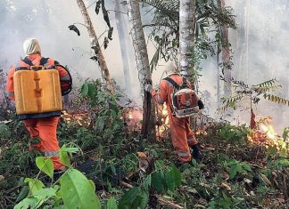Bomberos argentinos ayudarán a sofocar el fuego del Amazonas