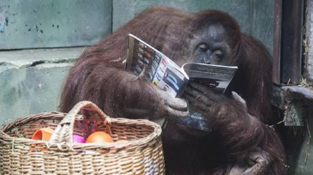 La orangutana Sandra