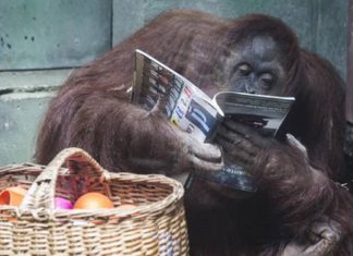 “La orangutana Sandra viajará a Florida”