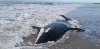 Mar Chiquita: encontraron siete orcas varadas en la costa