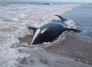 Mar Chiquita: encontraron siete orcas varadas en la costa