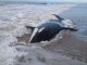 Mar Chiquita: encontraron siete orcas varadas en la costa