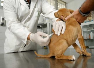 “Los perros tienen sus propio Coronavirus pero no es contagioso para nosotros”