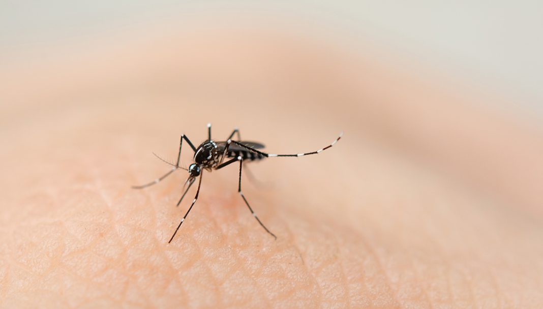 DENGUE