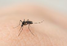 “Hay dengue en toda la región y no se hace la prevención que debería hacerse”