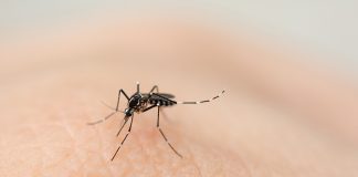 “Hay dengue en toda la región y no se hace la prevención que debería hacerse”
