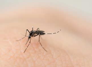 “Hay dengue en toda la región y no se hace la prevención que debería hacerse”