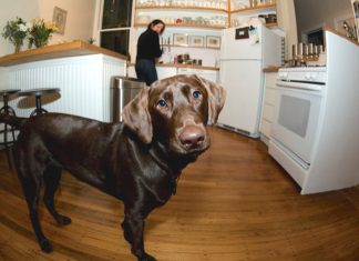 Coronavirus: “No hay evidencias de que un gato o un perro contagie”