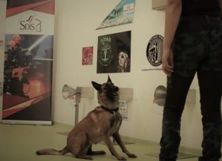 UBA: La Facultad de Ciencias Veterinarias adiestrará a perros para detectar Covid-19 con el olfato
