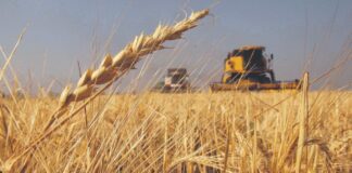 Crece la tensión entre Argentina y Brasil por la compra de trigo