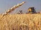 Crece la tensión entre Argentina y Brasil por la compra de trigo