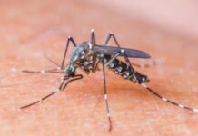¿Por qué hay tantos mosquitos en Buenos Aires?