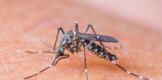¿Por qué hay tantos mosquitos en Buenos Aires?