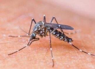 ¿Por qué hay tantos mosquitos en Buenos Aires?