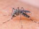 ¿Por qué hay tantos mosquitos en Buenos Aires?