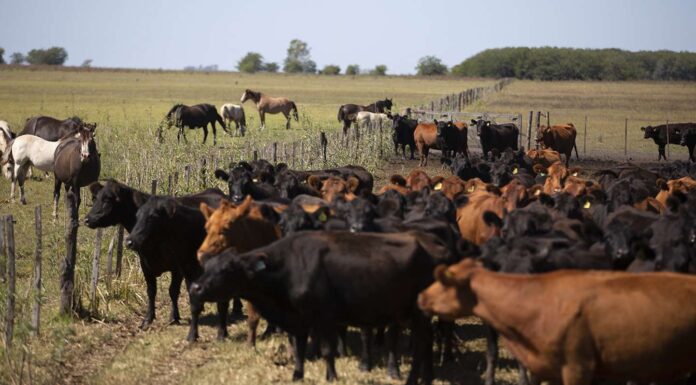 Se encontraron más de 200 cabezas de ganado en uno de los campos de José Alperovich