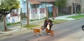 Una mujer fue ferozmente atacada por tres perros