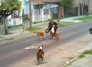 Una mujer fue ferozmente atacada por tres perros