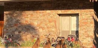 Preocupación en Nordelta por una invasión de carpinchos