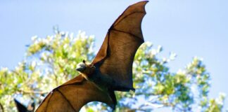 Javier Valls: “Los murciélagos van a donde se puedan refugiar y la Ciudad los favorece”