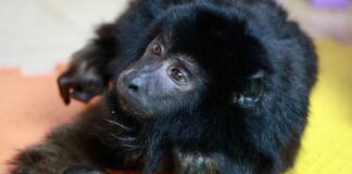 Piden que Coco, el mono rescatado en Belgrano, sea reconocido como “persona no humana”