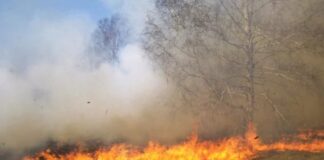 El fiscal de investigación rural y ambiental de Corrientes: “Hay 30 denuncias por incendios intencionales”
