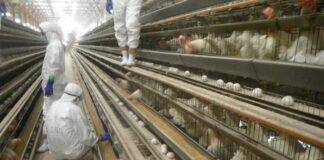Preocupación en el sector avícola por la gripe aviar