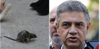 Jorge Macri, tras desmantelar una feria ilegal en Retiro: “La rata es una metáfora de lo que estos lugares generan”