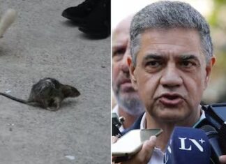 Jorge Macri, tras desmantelar una feria ilegal en Retiro: “La rata es una metáfora de lo que estos lugares generan”