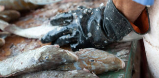 Raúl Cereseto: “La caída del consumo de pescano no se da desde 1976”