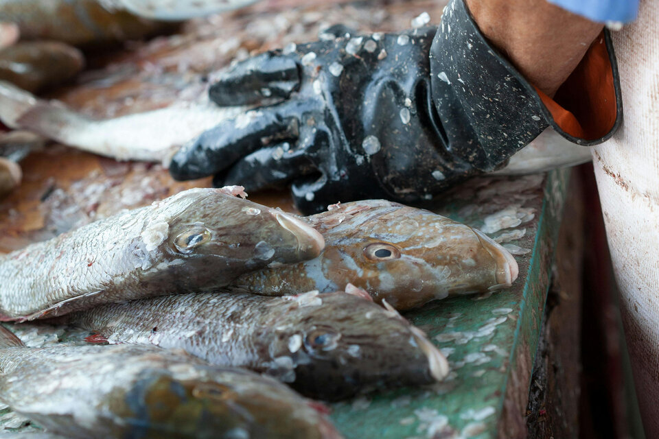 consumo pescado