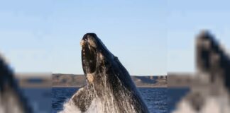 En lo que va del año, murieron 71 ballenas en Península Valdés