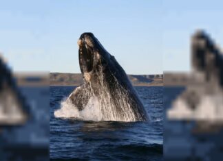 En lo que va del año, murieron 71 ballenas en Península Valdés