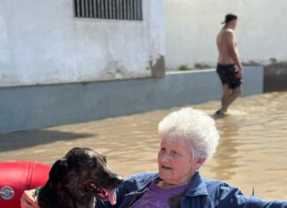 El drama de las mascotas que quedaron aisladas tras la trágica inundación en Bahía Blanca