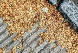 Una médica analizó la “invasión” de plátanos en Buenos Aires: “La peor primavera que viví”