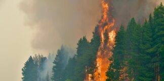 El secretario de Bosques de Chubut sobre el incendio forestal: “No nos vamos a rendir tan fácil”